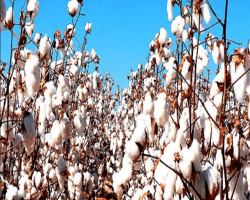 GUIDE TO COTTON FARMING