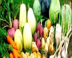 GUIDE TO VEGETABLE FARMING
