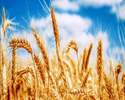 GUIDE TO WHEAT FARMING